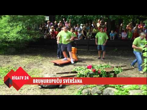 Video: Ko ēd Mājdzīvnieku Bruņurupuči?