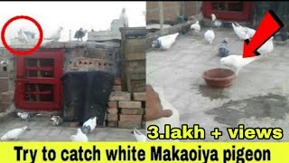 !!Chhat par Baitha Kabootar Pakda aasani se!! try to catch white pigeon...