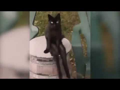 Vídeo: Gato Demoníaco De La Casa Blanca - Vista Alternativa