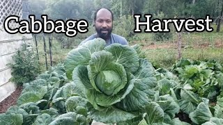 Cabbage Harvest Day! Come Along With Us