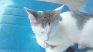 Tired Cat Sleeping On Chairasmr