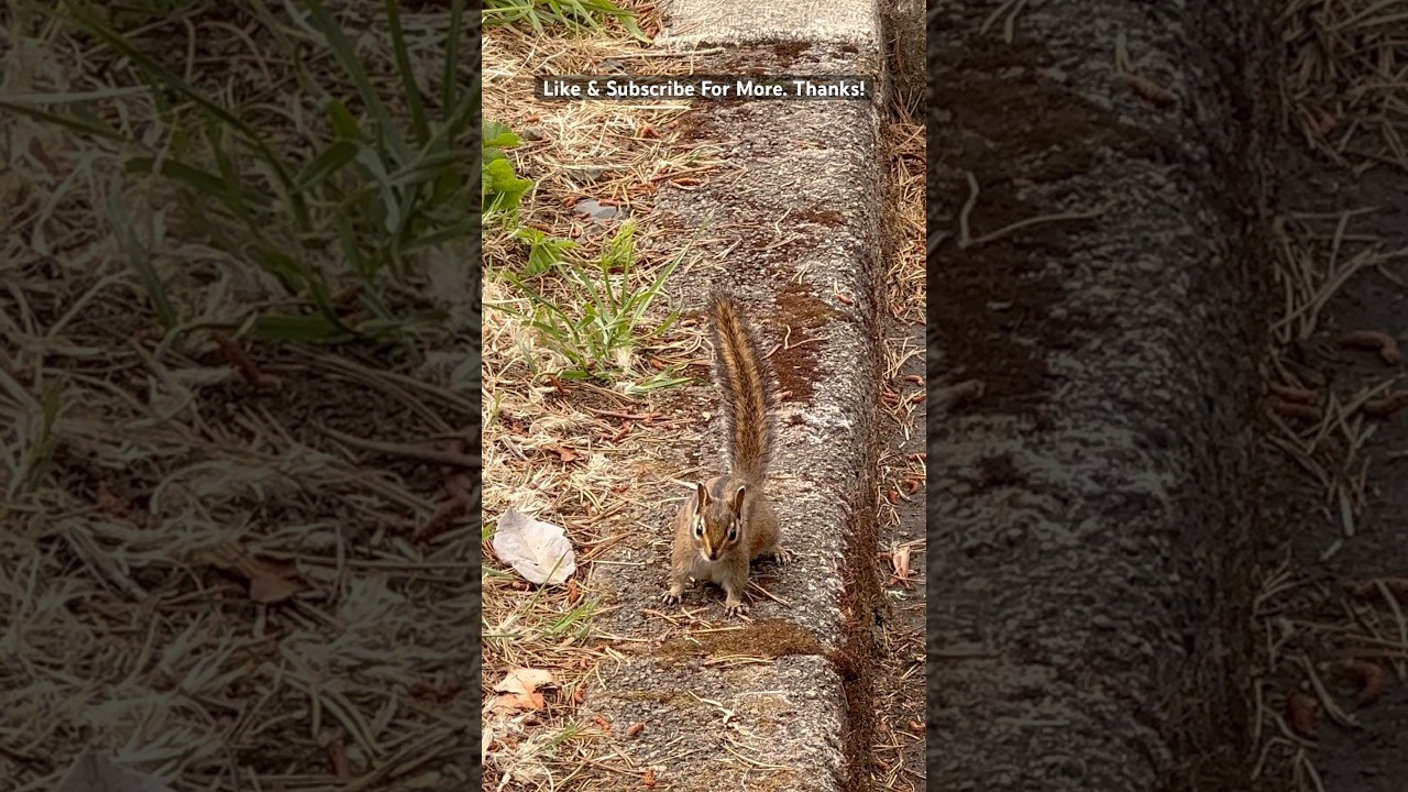 Cute Chipmunk Gets A Closer Look! 