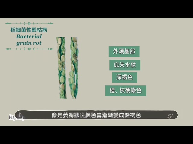 Rice diseases稻底什麼病？