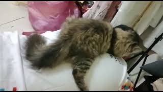 Cats totally guarding their owner by MURPHY & LUCY TURKISH ANGORA CATS 33 views 8 months ago 13 seconds