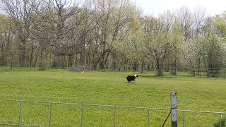 Kathleen O'Neill & Walter, UpDog Throw and Go Disc by Sharon Page 59 views 1 year ago 57 seconds