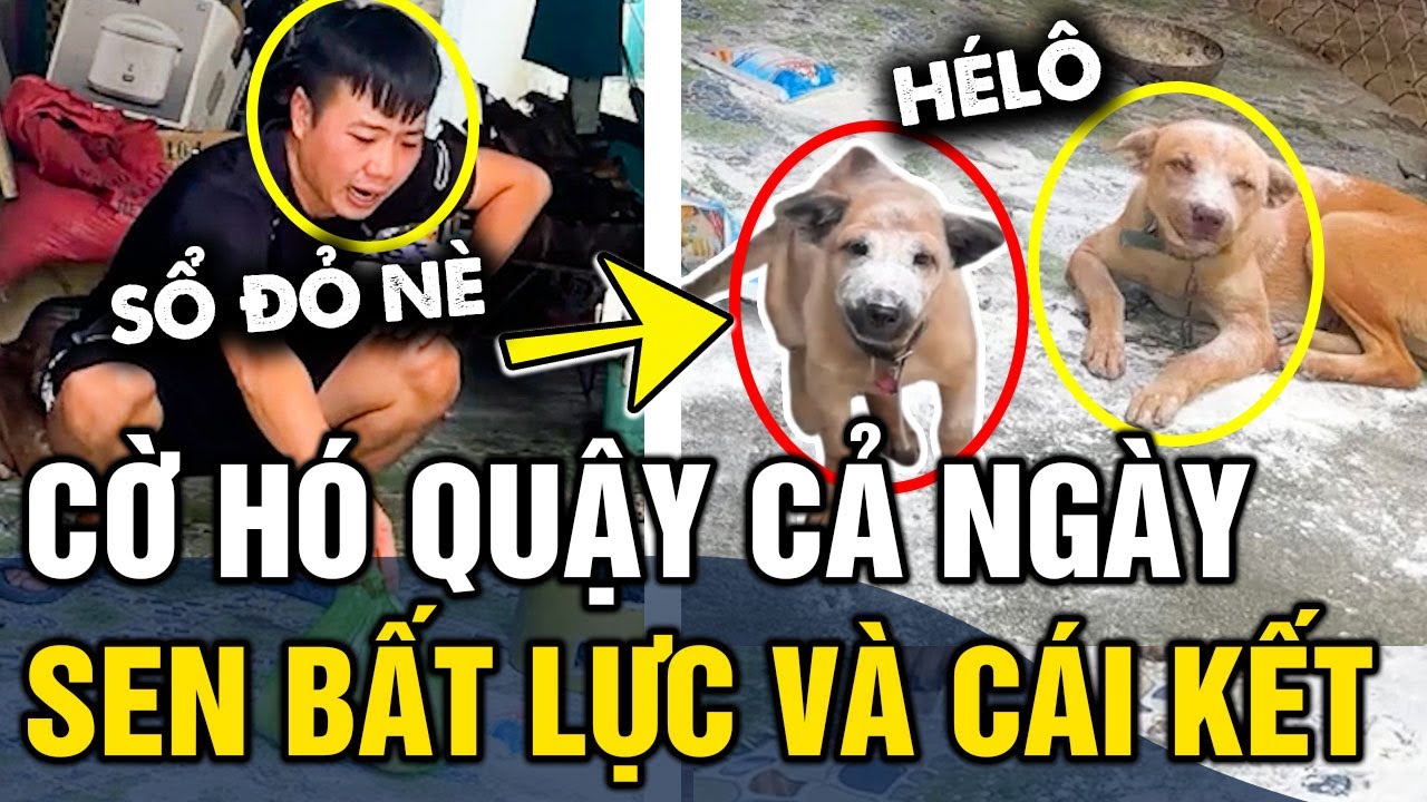 Không chịu nổi cảnh cờ hó 'QUẬY SUỐT NGÀY, con sen tặng luôn sổ đỏ rồi BỎ NHÀ ra đi | Tin 3 Phút