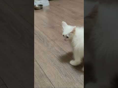 Kitten Mickey jumps