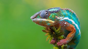 Photonic Crystals in Nature