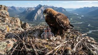 Golden Eagle: From Egg to Old Age (The Complete Life Cycle Documentary)