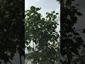 the sound of passing vehicles and the view of trees accompanied by the wind💨 #view #viralvideo