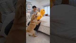 Dog Gets a New Toy… BUT THIS HAPPENED 😱🐶🔥 #shorts #viral