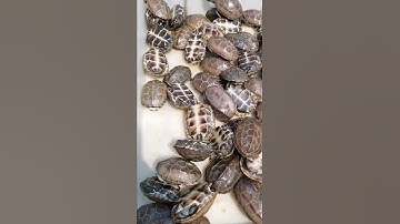 Nuôi rùa con || Rùa con dễ thương || Chú Rùa Nước Dễ Thương - Turtle