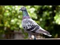Safeer khan ke beautiful pigeon ands 