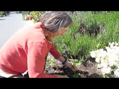 Bainbridge Island City Hall Public Produce