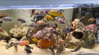 Fish Feeding Blunder: Fish Feed After FIVE Days FASTING
