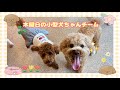 【幼稚園】紫竹山店 🍑木曜日の小型犬ちゃんチーム🍑