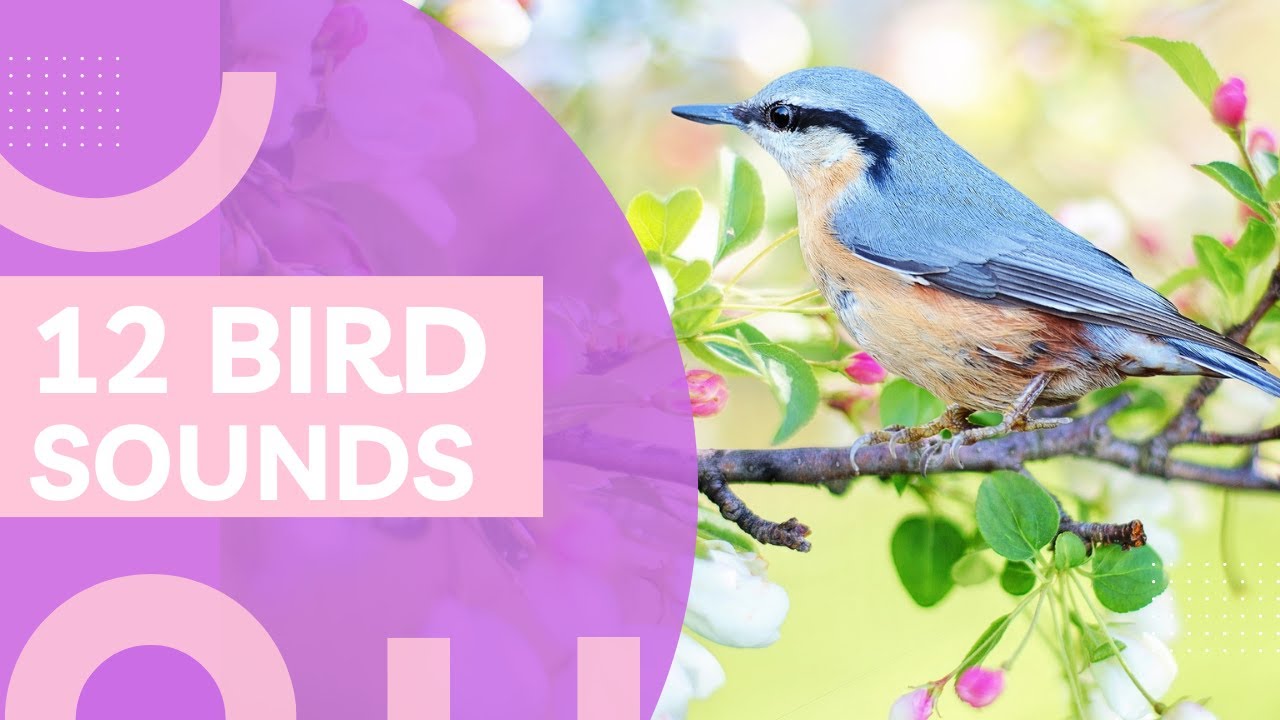12 REAL BIRDS SPECIES SOUND RELAXING | Accipitriformes | Anseriformes| Apodiformes
