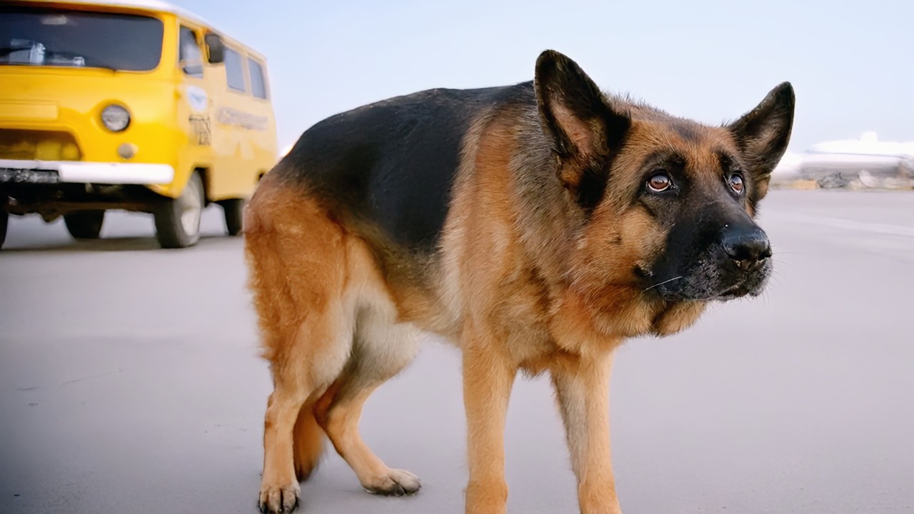 Un chien attendit toute sa vie à l’aéroport le retour du maître qui l’abandonna