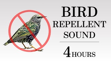[4h] Ultrasonic Bird Repellent Sound | Keep Pigeons, Crows, Starlings Away