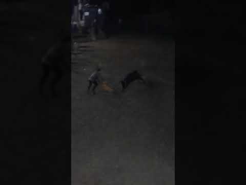 Vacada no rio (2) nos Cadafais / Alenquer