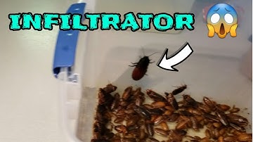 How I Set Up, Keep & Breed A Small Dubia Roach Colony - Bootleg Looking But Effective