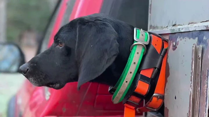 2021 New Hampshire Black Bear Hunt with Hounds