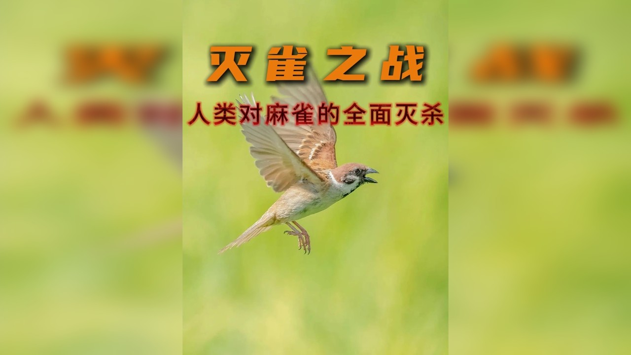 麻雀曾经遭遇过的致命针对事件，你了解吗？