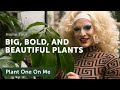 Houseplant home tour with missleidy the plant lady  ep 248