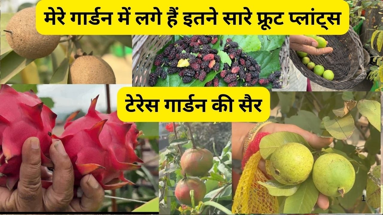 मेरी छत बन गई Mini Fruit Farm! 🍋 20+ फलदार पौधे | Terrace Garden Tour