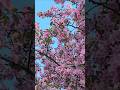 Blossom 🌸 #shorts #viral #music #flowers