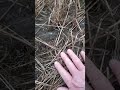 Солома на польських полях розкладається на поверхні грунту до весни