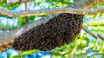 آية العسل في سورة النحل بصوت جميل