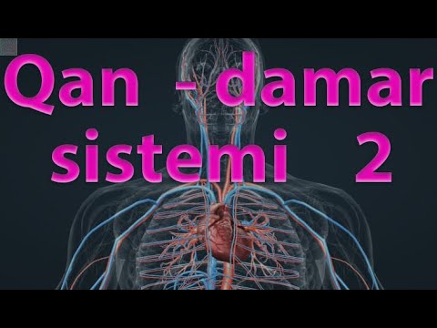 Qan damar sistemi 2