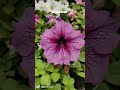 Garden snaps #shorts #shortvideo #garden #flowers #nature #trending #virslshorts
