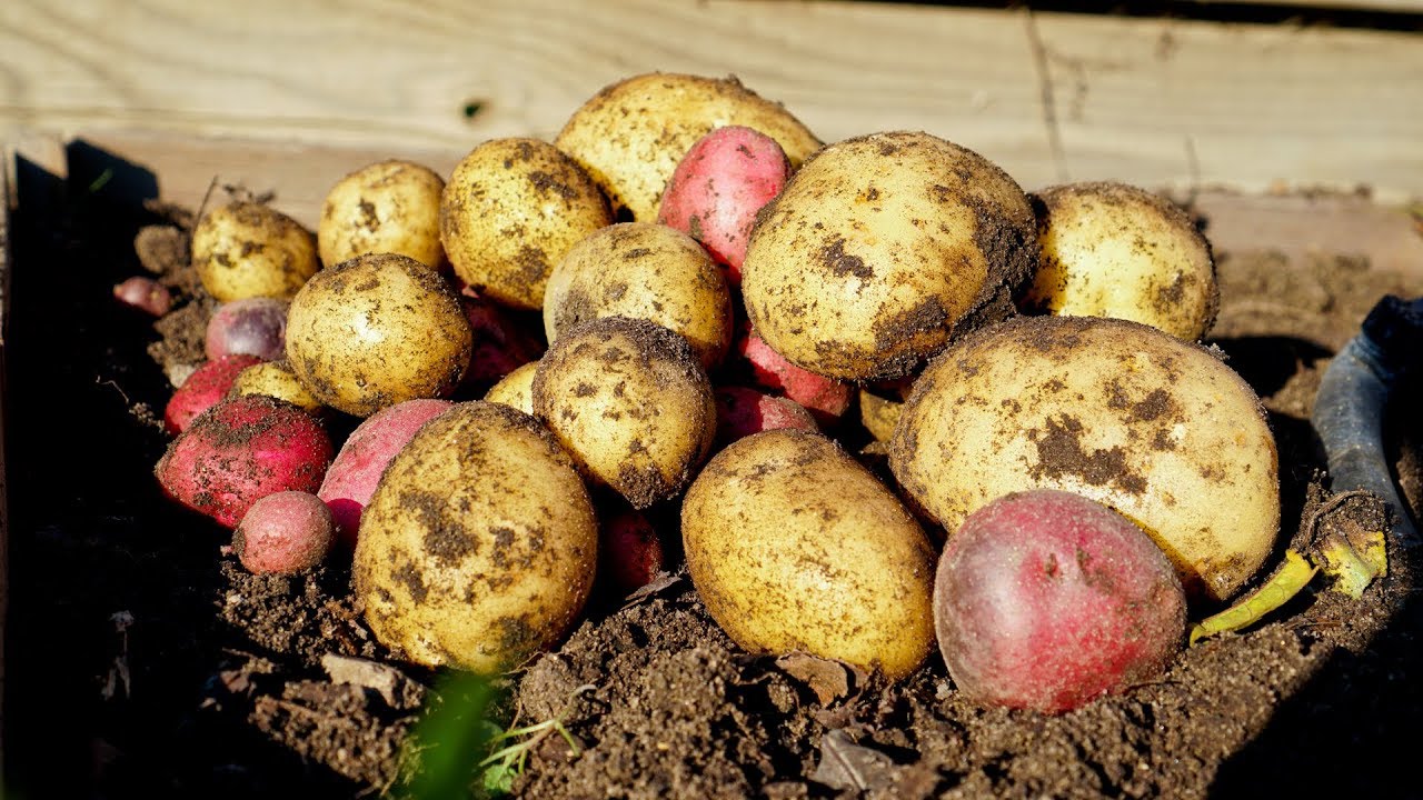 How to Grow Lots of Potatoes with Bountiful Harvest