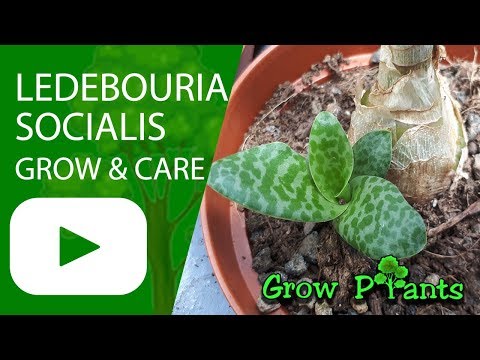 Ledebouria socialis - grow & care (Silver squill)