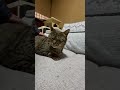 お留守番を頼まれる猫（ミコ）