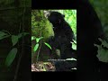 C47b827d659f7f8858e6c39b7d777867 Raw Wildlife Wildanimals 
