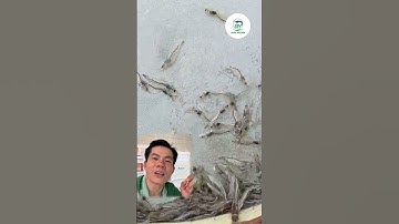 Gan Tôm Sưng Đỏ, Tôm Rớt Lai Rai – Kiểm Tra Ngay NH3 Và pH Ao Nuôi