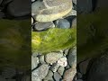 Smooth river carved Rocks | Strange Objects Found in Sooke River Can You Identify This