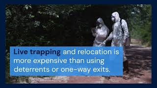 Key Points Regarding Possum Removal Cost