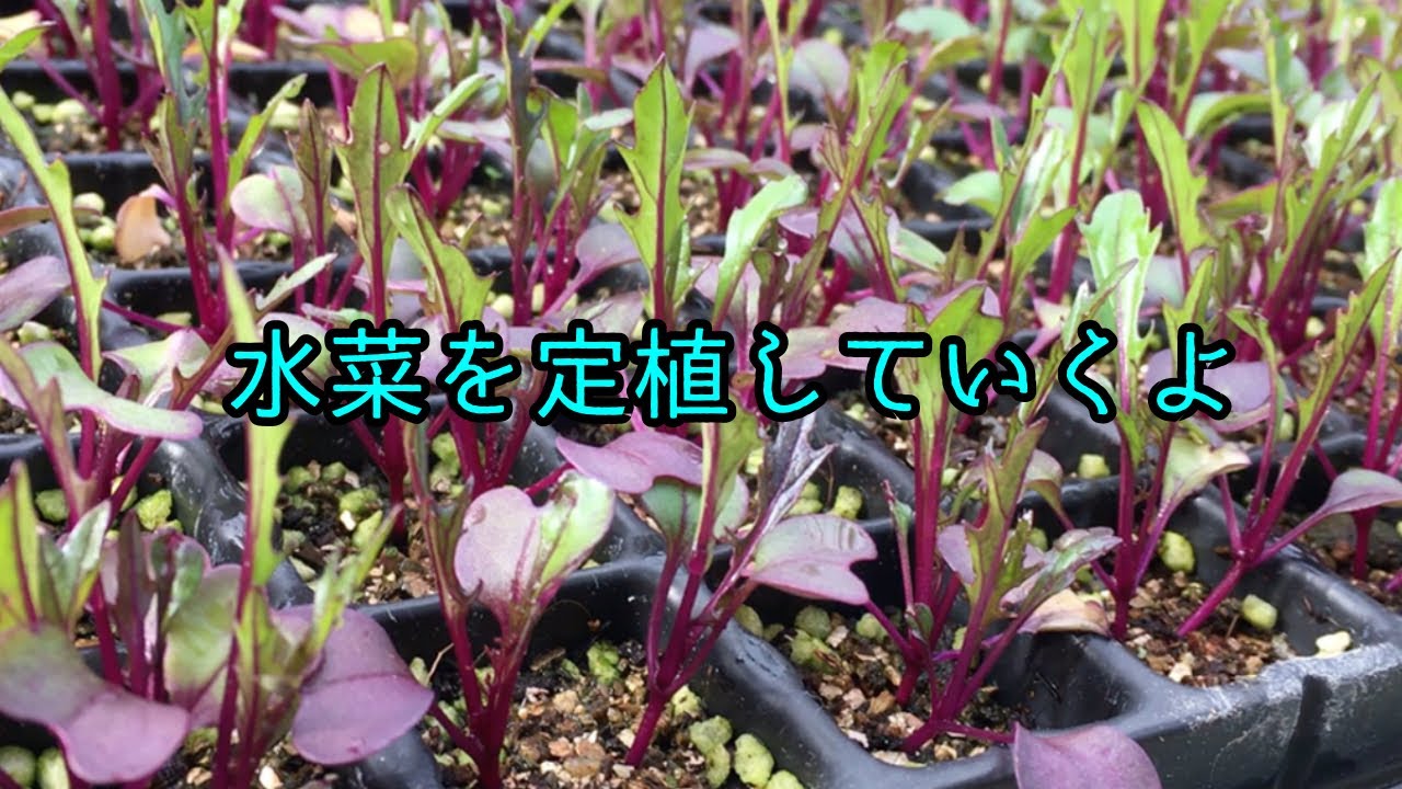 水菜の定植