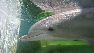 Orphaned Dolphin Has a New Home
