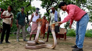 आज बहुत दिनों बाद एक साथ देखने को मिला नाग-नागिन का जोड़ा! ऐसा नजारा हमेशा देखने को नहीं मिलता! 
