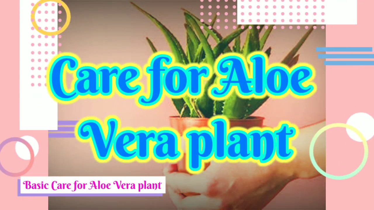Taking care of aloe vera plant az YouTube