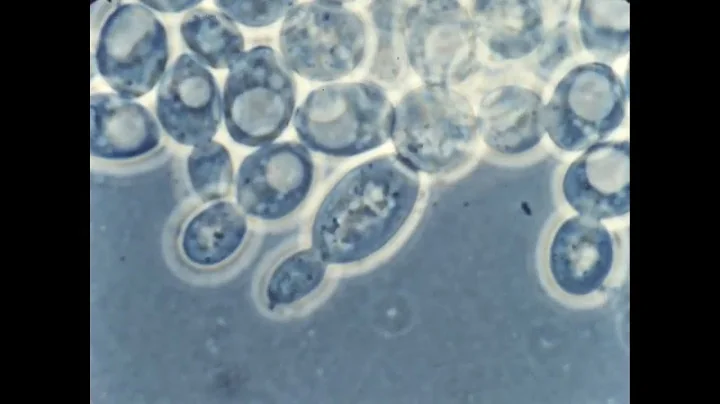 酵母细胞的出芽生殖 Yeast Cells - UMAL57 - 天天要闻