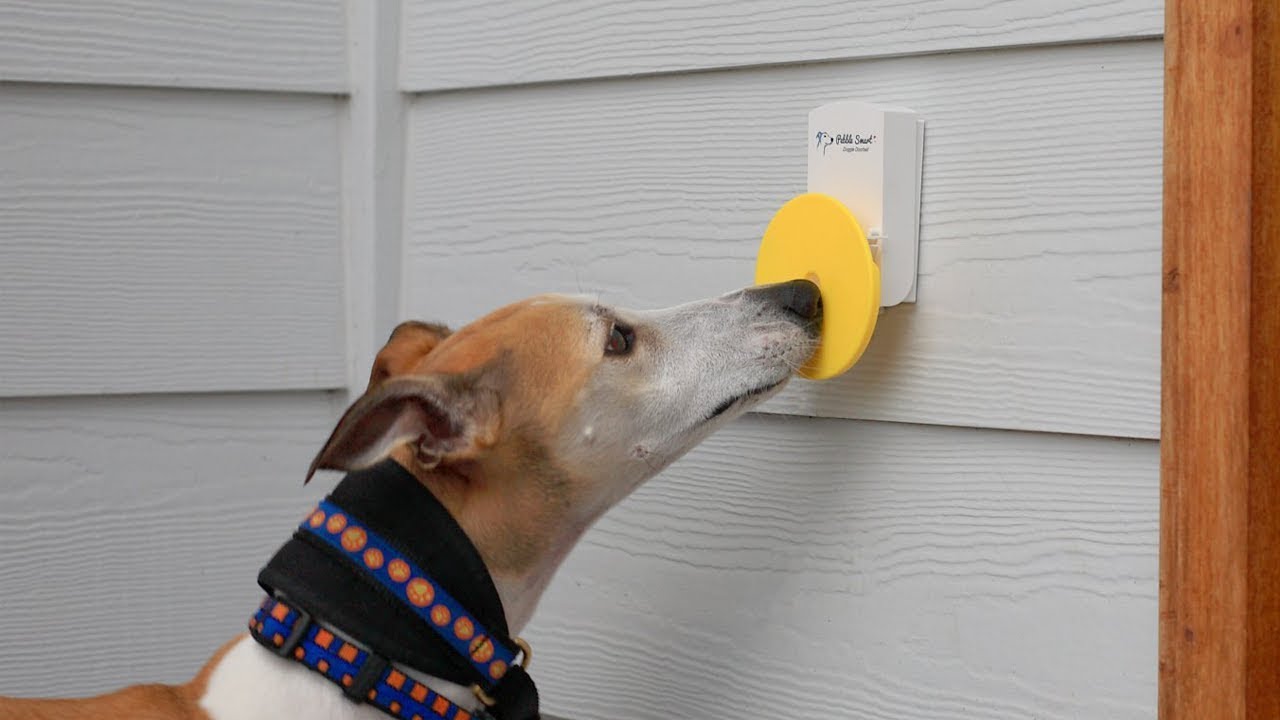 Une Sonnette De Porte Conçue Pour Votre Chien Youtube