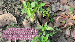 Praktikum mengenai ekosistem darat yang ada di lingkungan sekitar