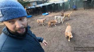 Socialization and fetch time with a pack of 15 dogs who were once labeled aggressive.