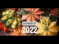 Кактус Фест 2022: вспомним, как это было